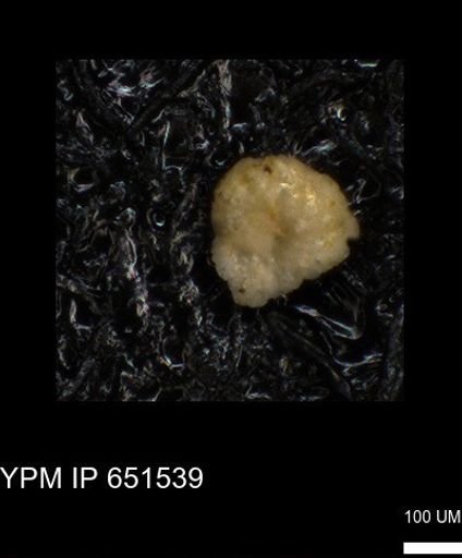 undet. Foraminiferida