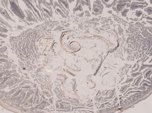 Eimeria meleagrimitis