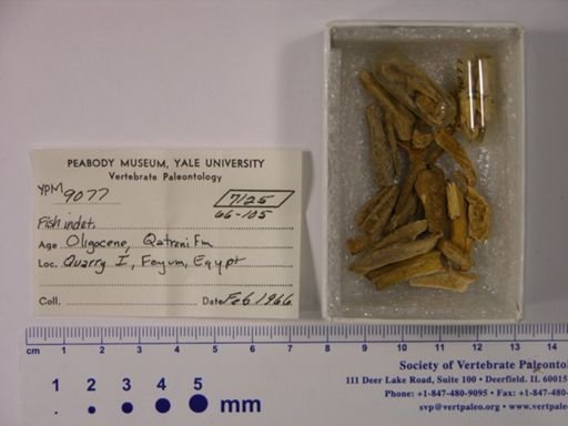 undet. Gnathostomata