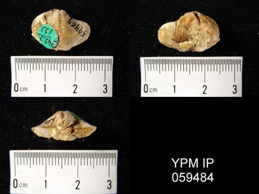 Pentagonia unisulcata