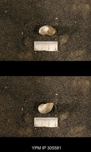 Cyrtolites ornatus