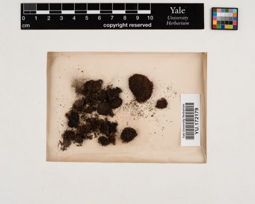 Plantae