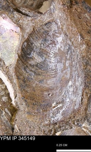 Limopsis striatopunctatus