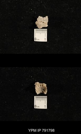 taxon undetermined