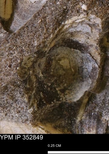 undet. Bivalvia