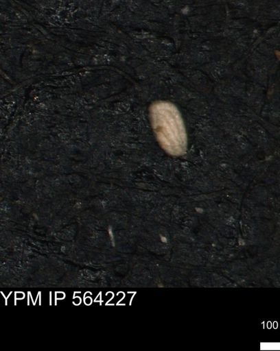Miliammina ischnia