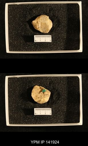 Productus (Dictyoclostus) indicus