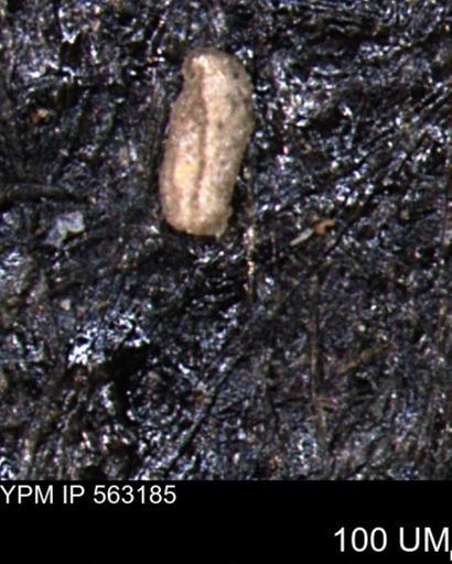 Miliammina manitobensis