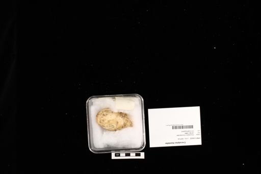 Crocodylus rhombifer