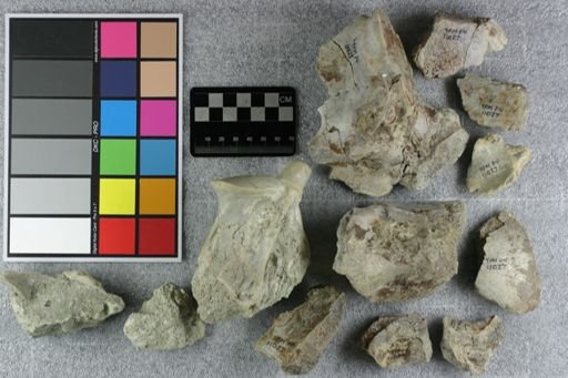 Metamynodon planiceps