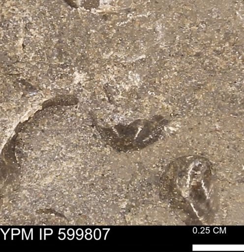 Protocardia subquadrata