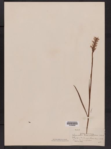 Spiranthes romanzoffiana