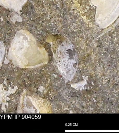 Corbulamella?
