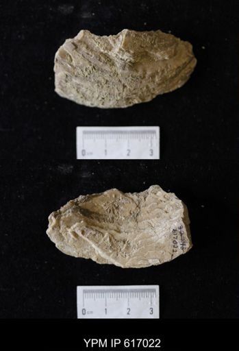 Proparreysia sp.