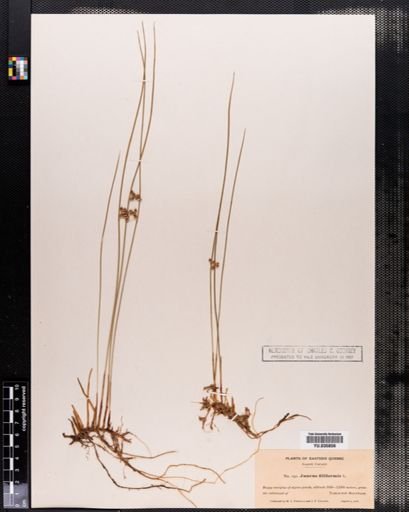 Juncus filiformis