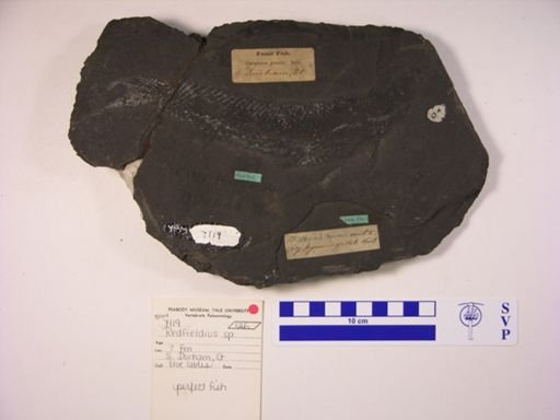 Redfieldia sp.