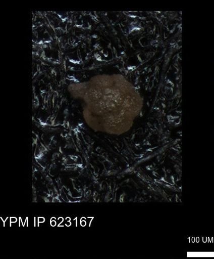 undet. Foraminiferida