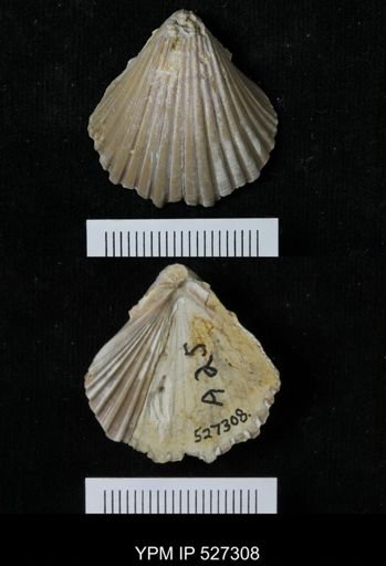 Pecten texana