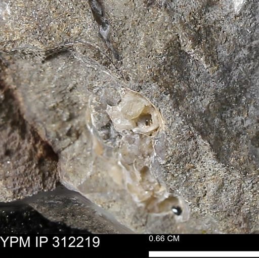 undet. Scaphitidae