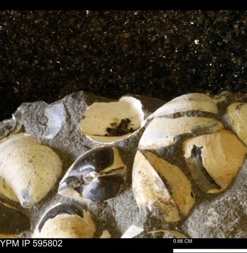 Protocardia sp.