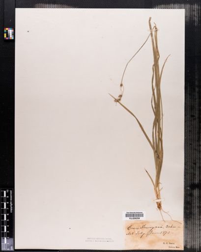 Carex deweyana