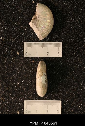 Hoploscaphites nicolletii