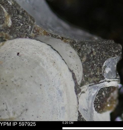 Limopsis striatopunctatus