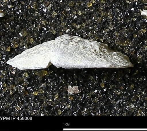 Strophodonta sp.