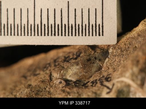 Protocardia subquadrata