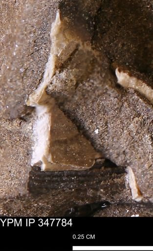 undet. Bivalvia