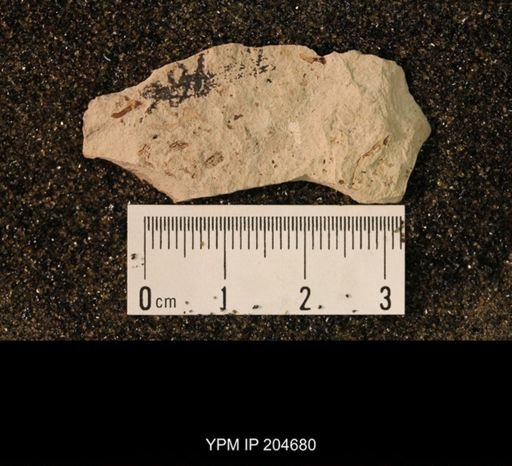 Palaeomanteidae
