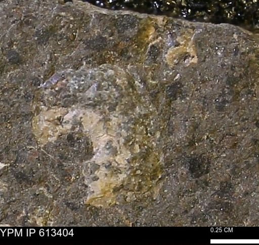 Scaphites sp.