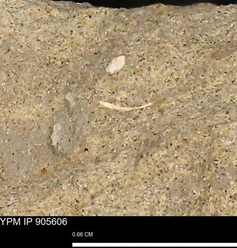undet. Mollusca