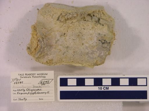 Arsinoitherium sp.