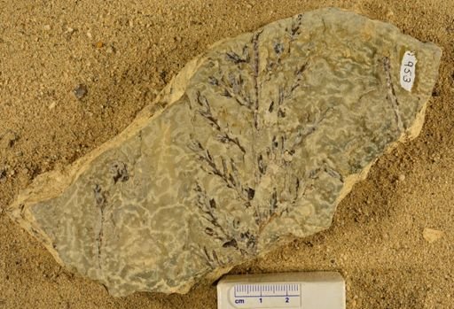 Triphyllopteris rarinervis