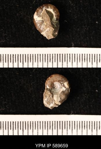 undet. Scaphitidae