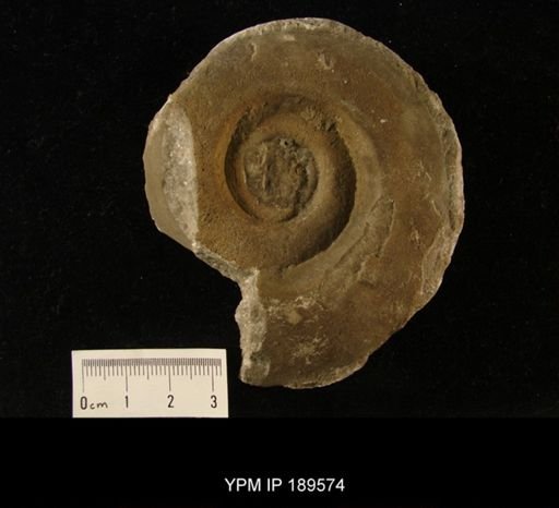 Epidomatoceras