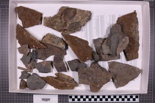 mixed taxa, stratigraphic collection