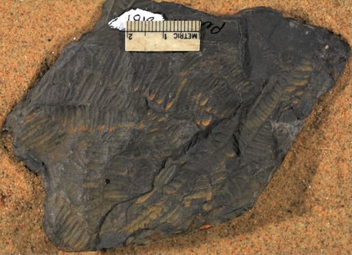 Pecopteris sp.