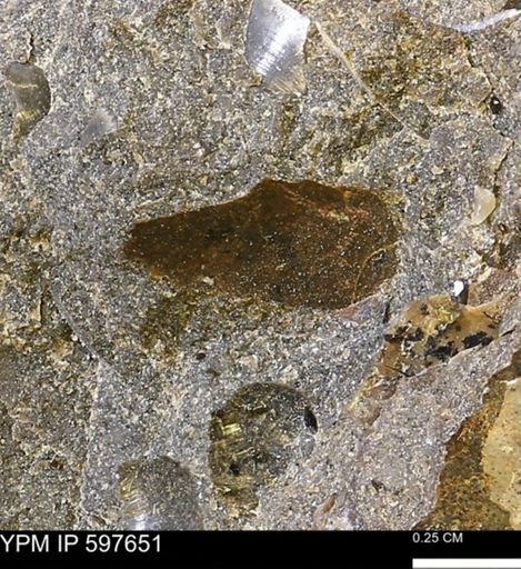 undet. Bivalvia