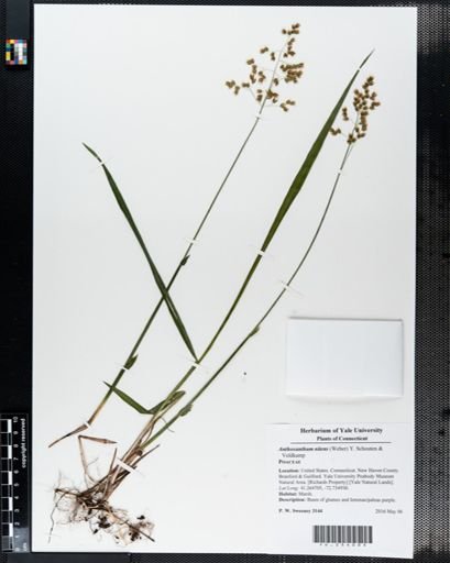 Anthoxanthum nitens