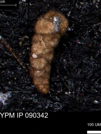 Verneuilinoides hectori