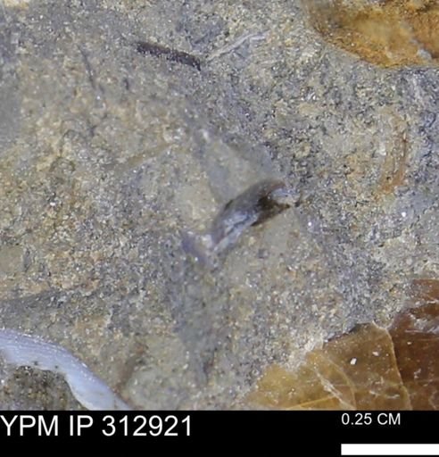 undet. Mollusca