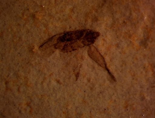 Achilidae?