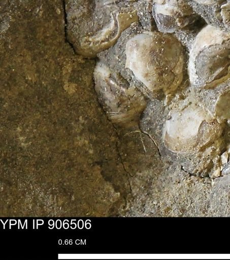Corbulamella?