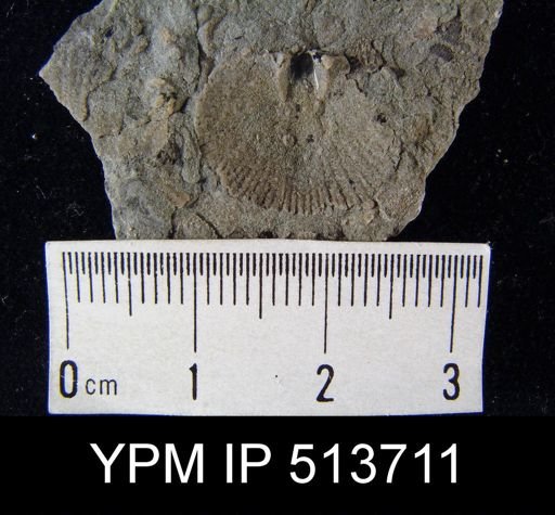 Dalmanella elegantula