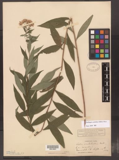 Doellingeria umbellata