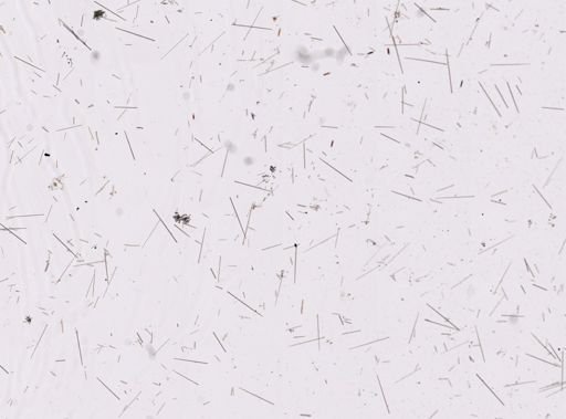 Artemisina sp.