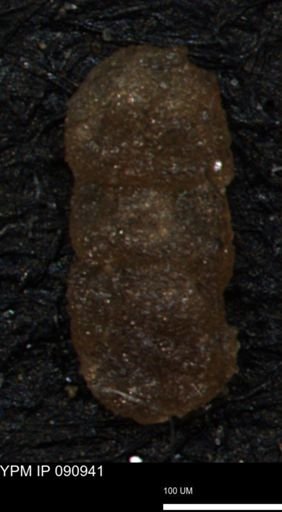 Ammobaculites euides