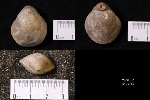 Terebratula cortonensis